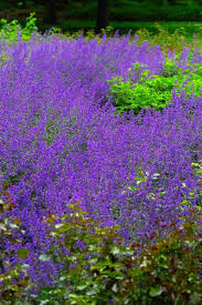 Image result for Katzenminze