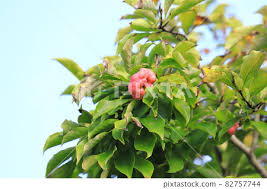 Attēlu rezultāti vaicājumam “Magnolia kobus fruit”
