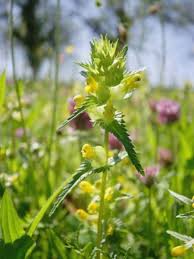 Attēlu rezultāti vaicājumam “Rhinanthus minor”