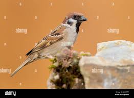 Attēlu rezultāti vaicājumam “Passer montanus adult”