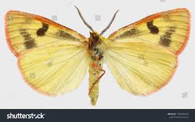 Attēlu rezultāti vaicājumam “Diacrisia sannio male”