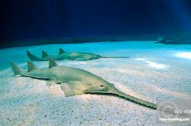 Image result for Pristis pristis