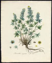 Image result for Potentilla argentea