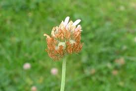 Attēlu rezultāti vaicājumam “Trifolium fragiferum flower”