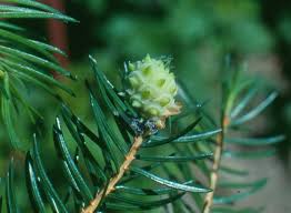 Attēlu rezultāti vaicājumam “Adelges laricis”