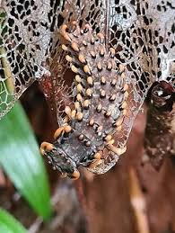 Attēlu rezultāti vaicājumam “Lygistopterus sanguineus larva”