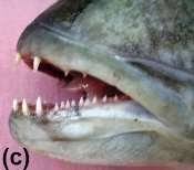 Image result for Aprion virescens