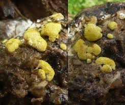 Attēlu rezultāti vaicājumam “Hypocrea pulvinata”