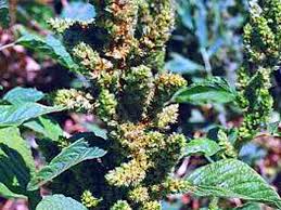 Attēlu rezultāti vaicājumam “Amaranthus retroflexus flower”