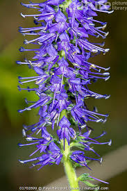 Attēlu rezultāti vaicājumam “Veronica spicata leaf”