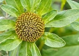 Attēlu rezultāti vaicājumam “Bidens tripartita flower”