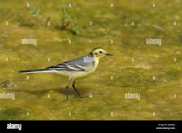 Attēlu rezultāti vaicājumam “Motacilla citreola male”