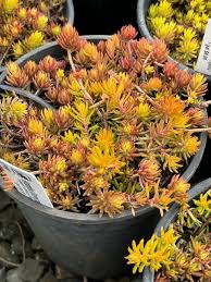 Attēlu rezultāti vaicājumam “Sedum rupestre”