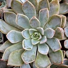 Attēlu rezultāti vaicājumam “Sedum pallidum”