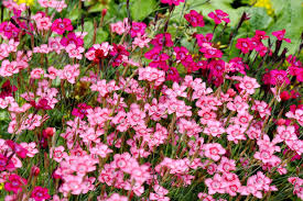 Attēlu rezultāti vaicājumam “Dianthus deltoides flower”