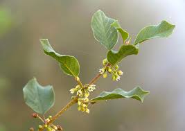 Attēlu rezultāti vaicājumam “Frangula alnus flower”