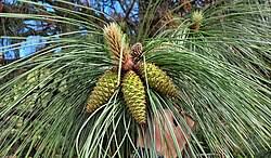 Attēlu rezultāti vaicājumam “Pinus ponderosa fruit”