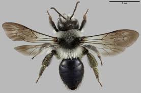 Attēlu rezultāti vaicājumam “Andrena”