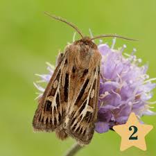 Attēlu rezultāti vaicājumam “Cerapteryx graminis”