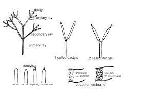 Attēlu rezultāti vaicājumam “Nitella sp.”