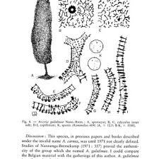 Attēlu rezultāti vaicājumam “Arcyria denudata spores”