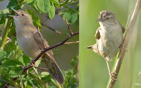 Image result for Locustella certhiola