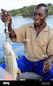 Image result for Goliath Tigerfish