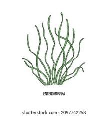 Attēlu rezultāti vaicājumam “Enteromorpha sp.”