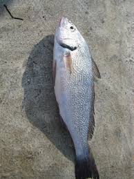 Image result for Umbrina cirrosa