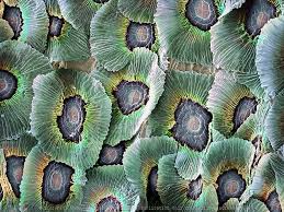 Attēlu rezultāti vaicājumam “Craterium minutum cf. var. brunneum macro”