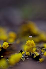 Attēlu rezultāti vaicājumam “Diderma hemisphaericum young”