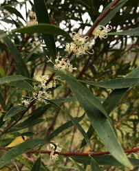 Attēlu rezultāti vaicājumam “Achillea salicifolia leaf”