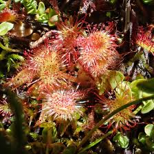 Image result for Drosera