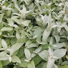 Attēlu rezultāti vaicājumam “Elaeagnus commutata”