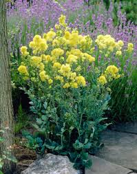 Attēlu rezultāti vaicājumam “Thalictrum flavum flower”