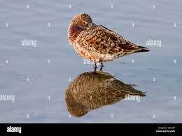 Attēlu rezultāti vaicājumam “Calidris ferruginea”