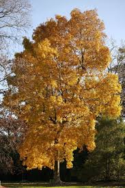 Attēlu rezultāti vaicājumam “Carya”