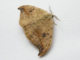 Attēlu rezultāti vaicājumam “Drepana falcataria”