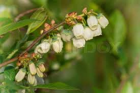 Attēlu rezultāti vaicājumam “Vaccinium myrtillus flower”