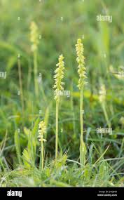 Attēlu rezultāti vaicājumam “Herminium monorchis leaf”