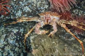 Image result for Lithodes maja