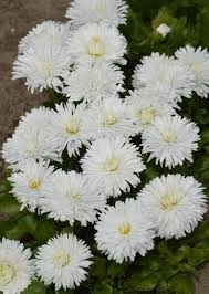 Image result for Bellis perennis