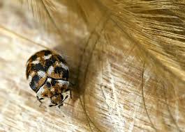 Attēlu rezultāti vaicājumam “Anthrenus verbasci”