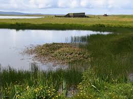 Attēlu rezultāti vaicājumam “Chaetophora pisiformis”