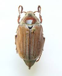 Attēlu rezultāti vaicājumam “Melolontha hippocastani”