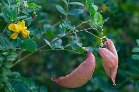 Image result for Colutea x media (arborescens x orientalis)