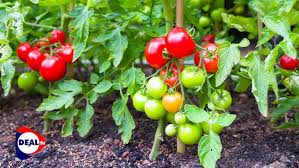 Afbeeldingsresultaat voor millionaire tomato