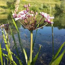 Attēlu rezultāti vaicājumam “Butomus umbellatus fruit”