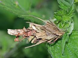 Attēlu rezultāti vaicājumam “Canephora hirsuta”