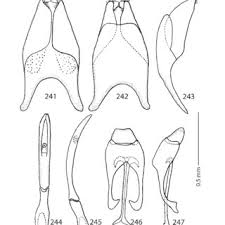 Attēlu rezultāti vaicājumam “Hypocaccus rugiceps”